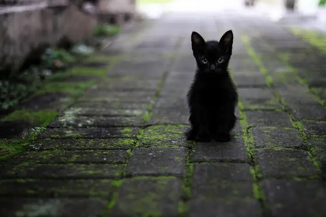 Pet Bedding Black Friday: Ultimate Buying Guide